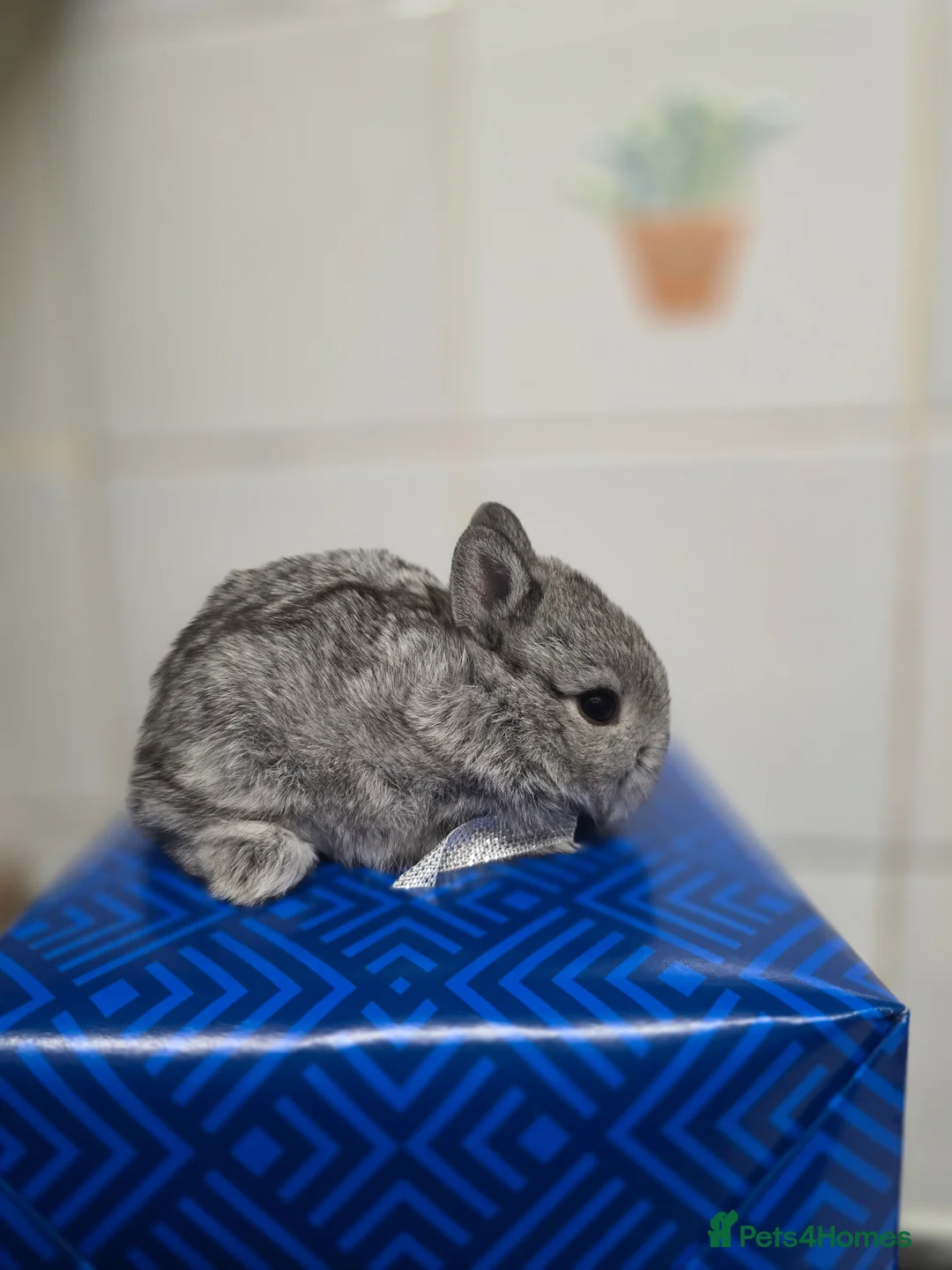 Netherland Dwarf rabbits for sale: Netherland dwarf babies bunnies - Advert 7