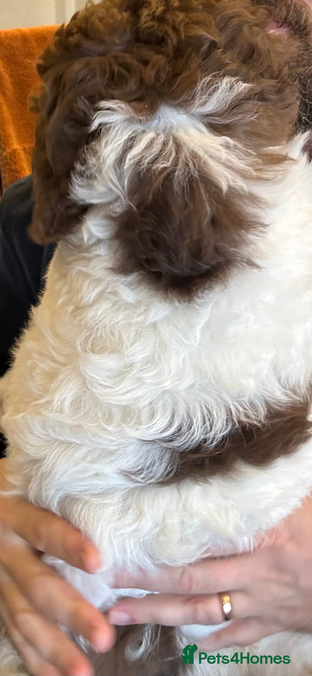 Newfypoo dogs for sale: F1B Newfypoo Girl  - Advert 7