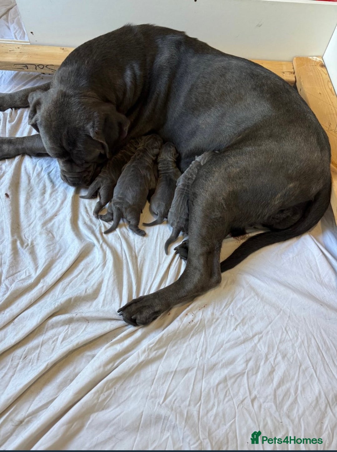 Cane Corso dogs for sale: Male Cane corso - Image 4