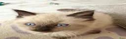Ragdoll cats for sale: Beautiful ragdoll - Advert 2