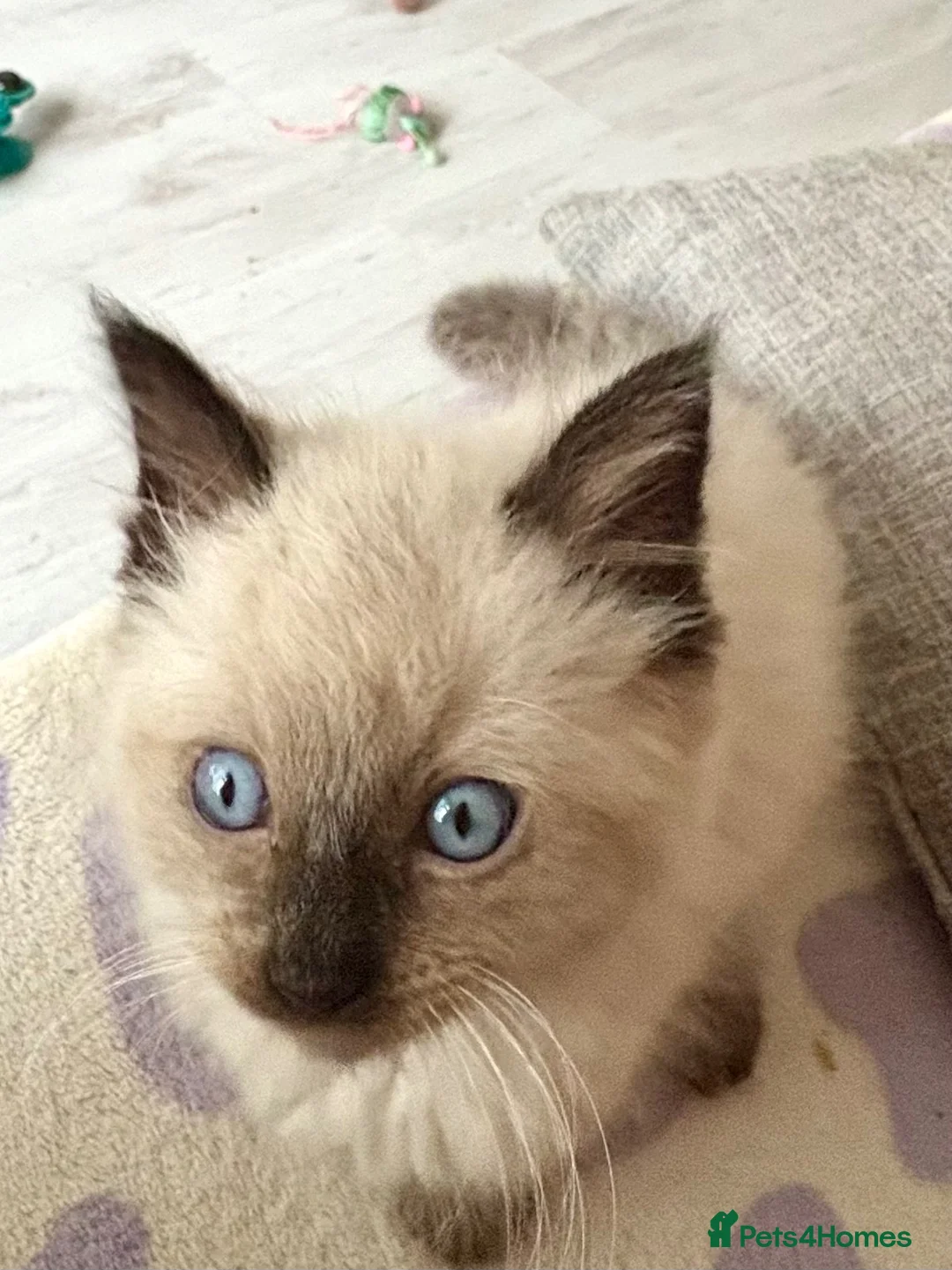 Ragdoll cats for sale: Beautiful ragdoll - Advert 2