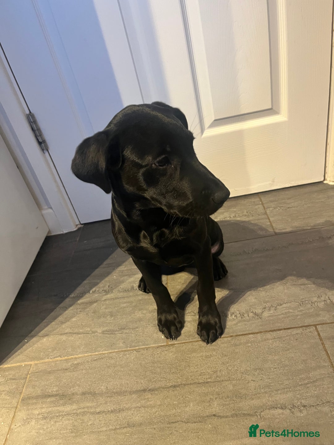 Labrador Retriever dogs for sale: Minnie - Advert 5