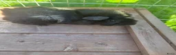 Guinea Pig rodents for sale: 4 guinea pigs available  in Uttoxeter - Advert 6