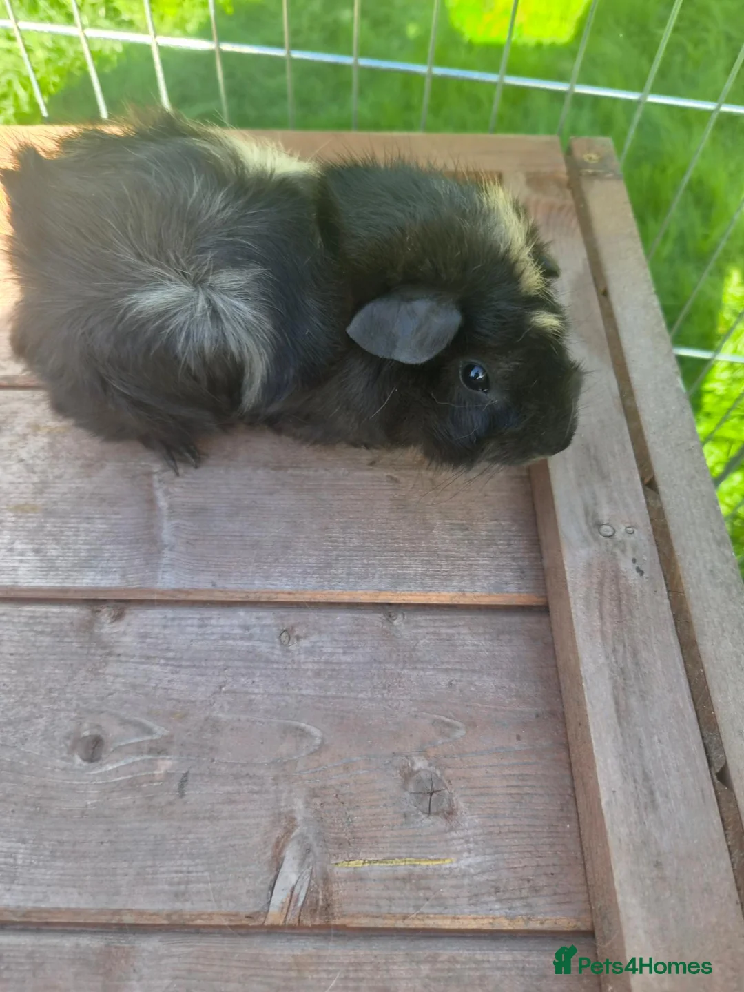 Guinea Pig rodents for sale: 4 guinea pigs available  in Uttoxeter - Advert 6