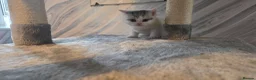 Brazilian Shorthair cats for sale: British shorthair - Advert 7