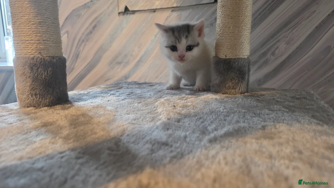 Brazilian Shorthair cats for sale: British shorthair - Advert 7