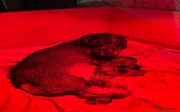 Dachshund dogs for sale: WHD - Wirehaired Dachshund (Teckle) Pups - Image 4