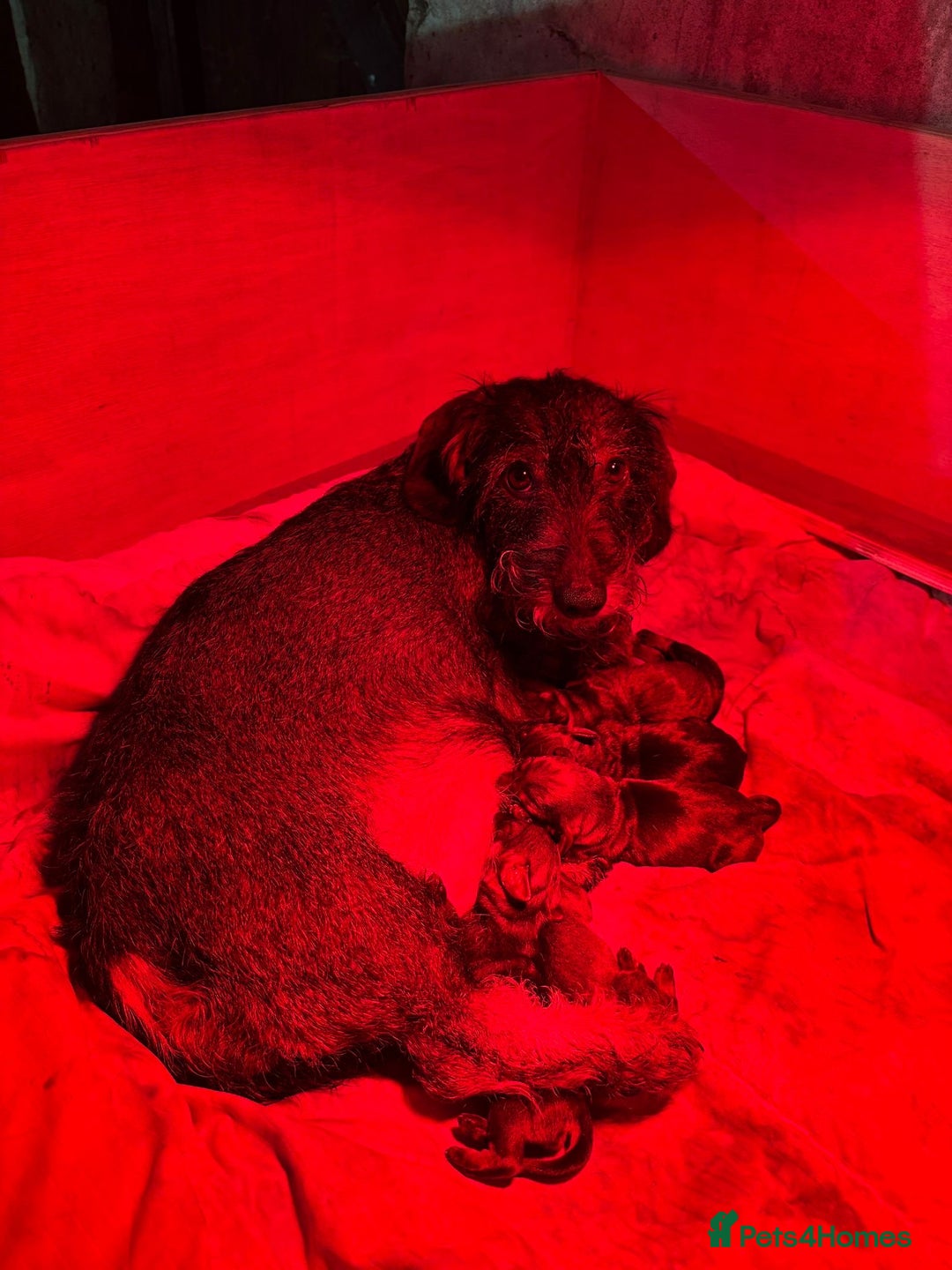 Dachshund dogs for sale: WHD - Wirehaired Dachshund (Teckle) Pups - Image 4