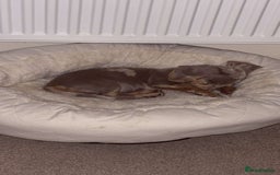 Miniature Dachshund dogs for sale: Female Dapple Miniature dachshund  (Dottie)  - Image 5