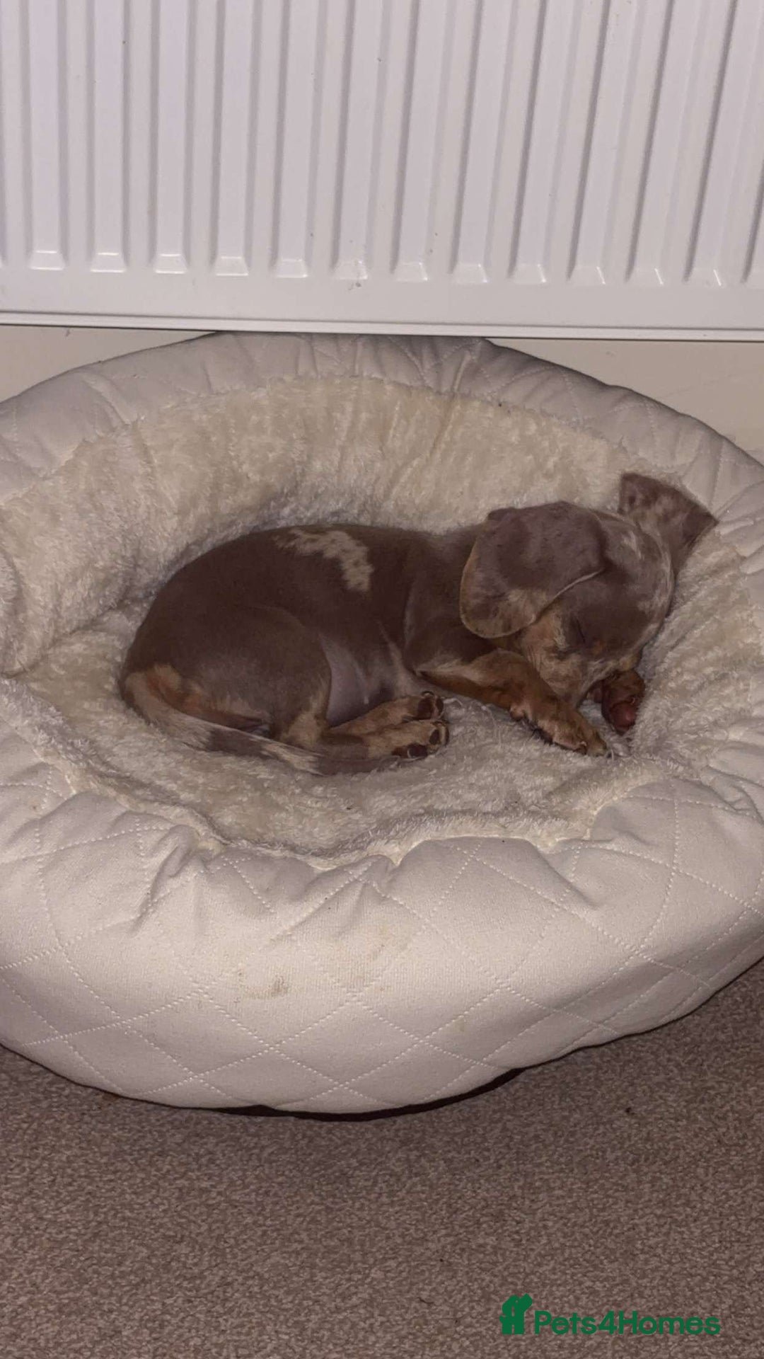 Miniature Dachshund dogs for sale: Female Dapple Miniature dachshund  (Dottie)  - Image 5