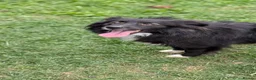 Mixed Breed dogs for adoption: Nala for adoption in Leigh-on-Sea - Advert 10
