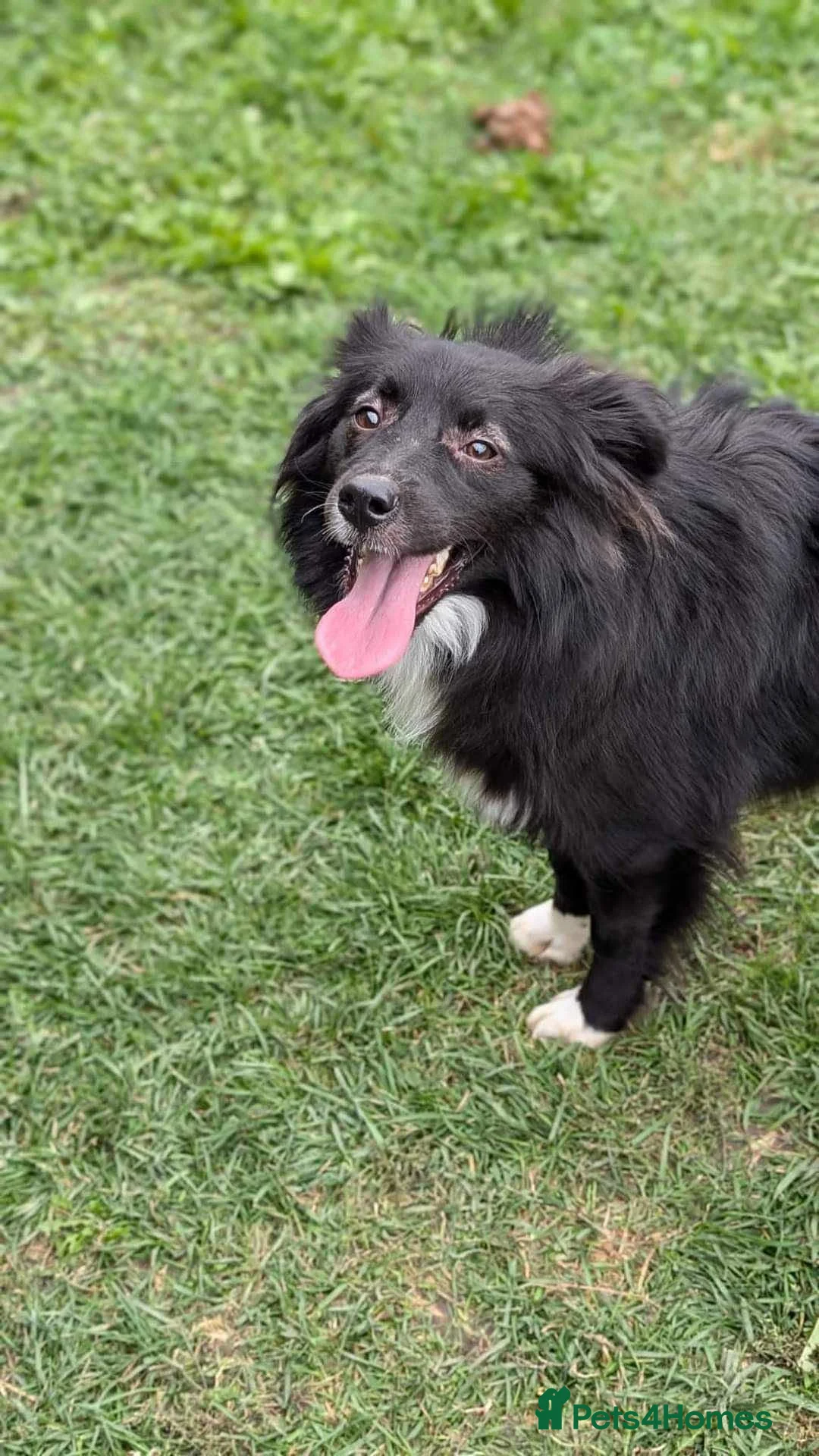 Mixed Breed dogs for adoption: Nala for adoption in Leigh-on-Sea - Advert 10