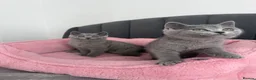 British Shorthair cats for sale: British shorthair kittens - Advert 14