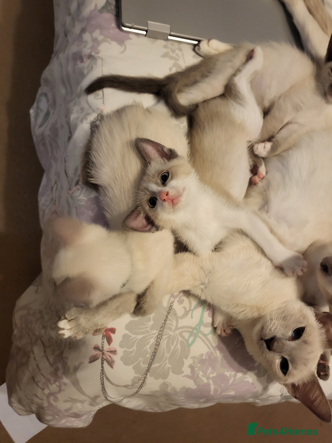 Snowshoe cats for sale: Full Pedigree Snowshoe Kittens - Image 16