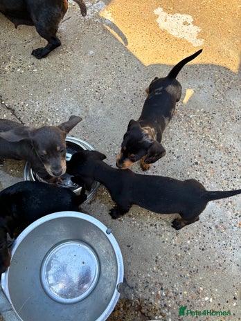 Dachshund dogs - Advert 1