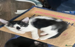 British Shorthair cats for sale: Playful kittens ready for loving homes - Image 13