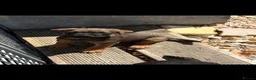 Border Terrier dogs for sale: Border terrier Puppies kc registered in Somerton - Advert 3