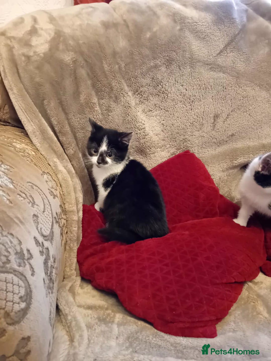 Mixed Breed cats for sale: Beautiful kitten's  - Advert 6