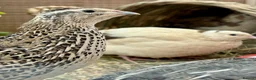 Quail poultry for sale: Mixed Coturnix Quail Chicks - Advert 5