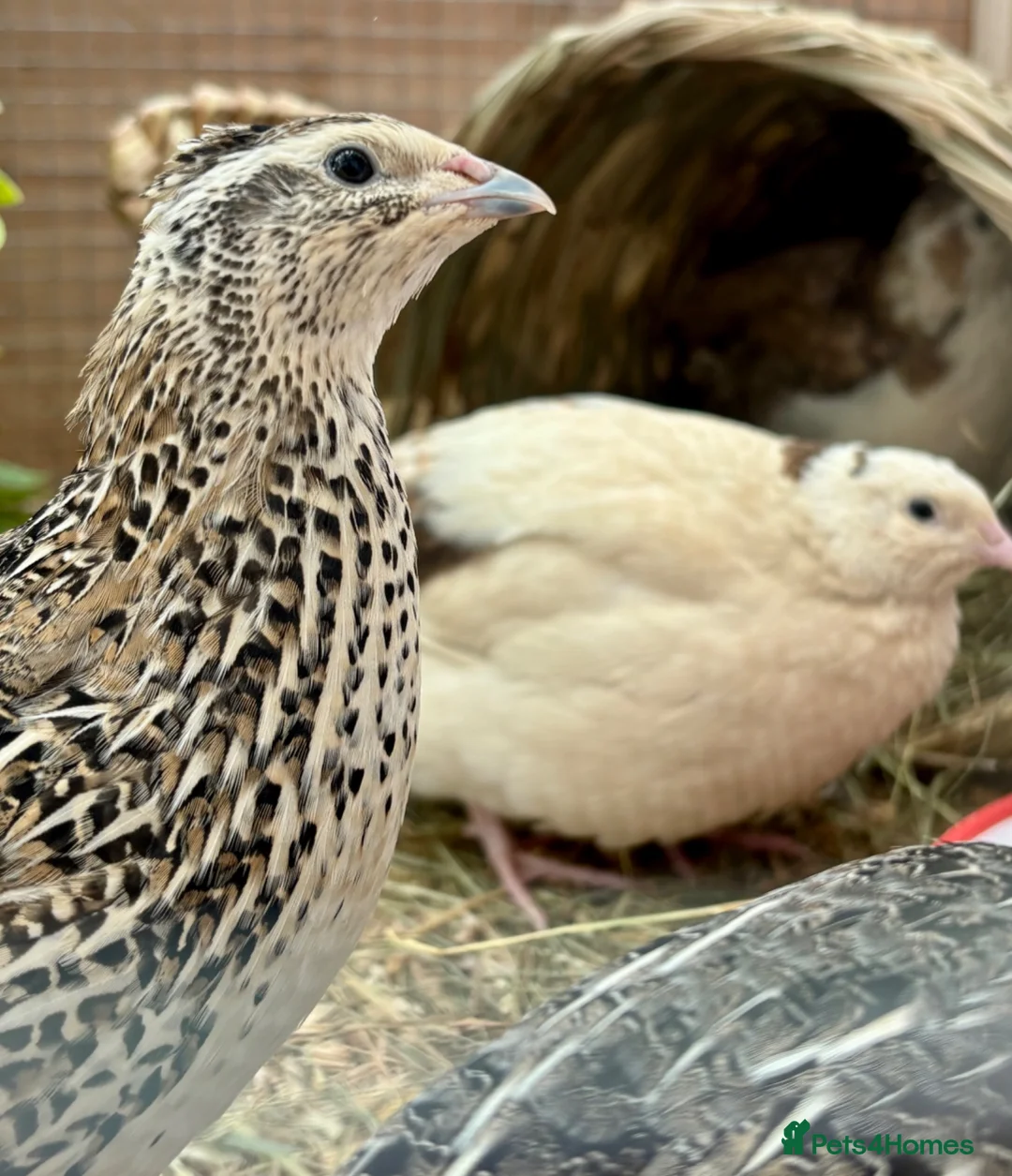 Quail poultry for sale: Mixed Coturnix Quail Chicks - Advert 5