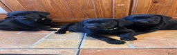 Labrador Retriever dogs for sale: GORGEOUS LITTER OF BLACK LABRADOR PUPPIES!! - Advert 6
