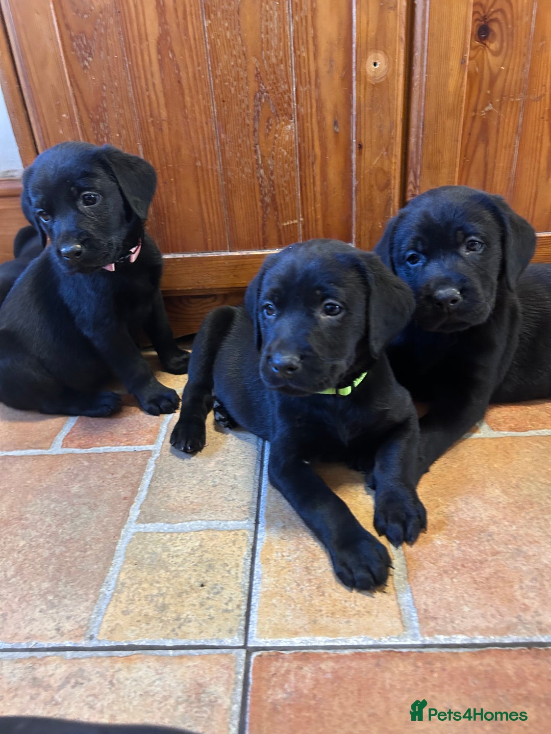 Labrador Retriever dogs for sale: GORGEOUS LITTER OF BLACK LABRADOR PUPPIES!! - Advert 6