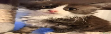 Norwegian Forest Cat 3