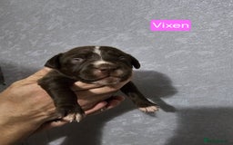 Mixed Breed dogs for sale: Cockapoo X puppies - Image 2