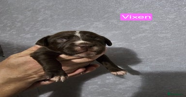 Mixed Breed dogs - Advert 9