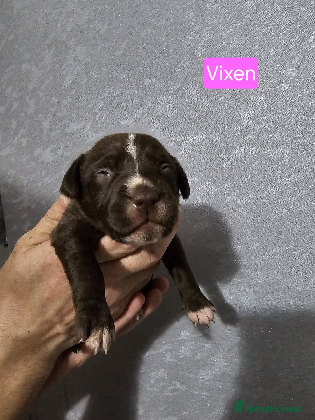 Mixed Breed dogs for sale: Cockapoo X puppies - Image 2
