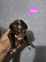 Mixed Breed dogs - Advert 6