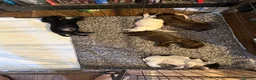 Cocker Spaniel dogs for sale: Kc registered playful show cocker spaniel - Advert 33