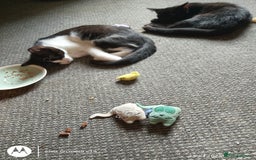 Mixed Breed cats for sale: 2 little boys,one black,one tuxedo  - Image 4