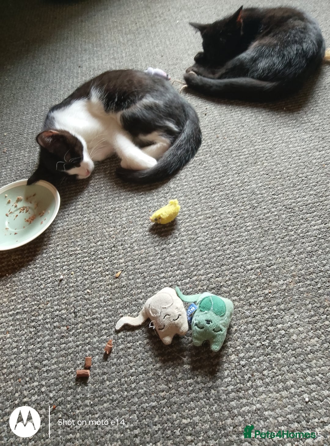 Mixed Breed cats for sale: 2 little boys,one black,one tuxedo  - Image 4