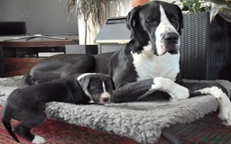 Great Dane dogs for stud: OPEN FOR STUD Stunning Apollo in Bathgate - Image 20