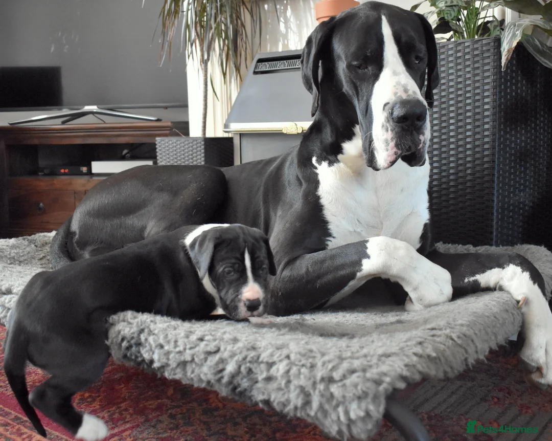 Great Dane dogs for stud: OPEN FOR STUD Stunning Apollo in Bathgate - Advert 20
