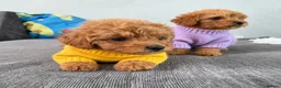 Toy Poodle dogs for sale: Kc red toy poodle  - Advert 4