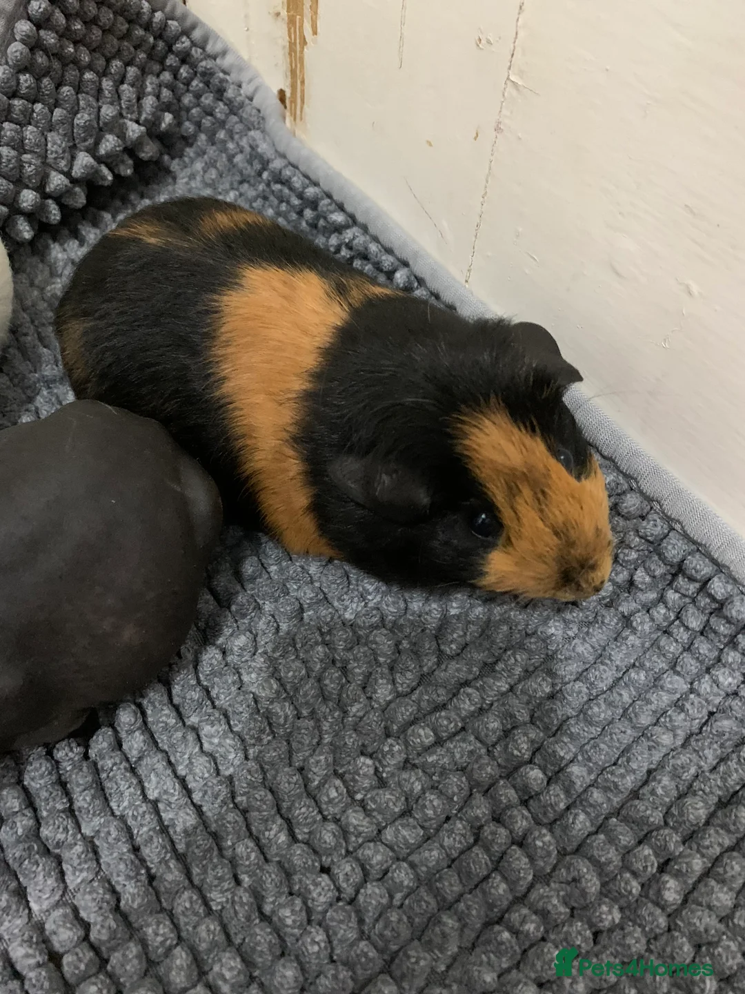 Guinea Pig rodents for sale: Skinny Pigs and Skinny Carriers - Advert 3