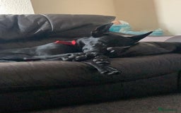 Mixed Breed dogs for sale: Malinoi x Dutch Herder - Advert 4