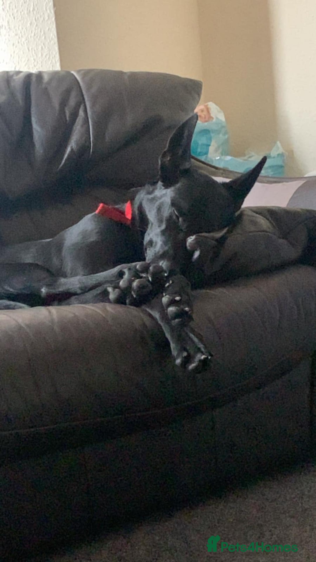 Mixed Breed dogs for sale: Malinoi x Dutch Herder - Advert 4