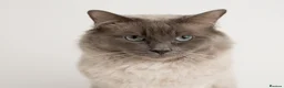 Ragdoll cats for stud: Chocolate carrier blue point Ragdoll Stud - Advert 2