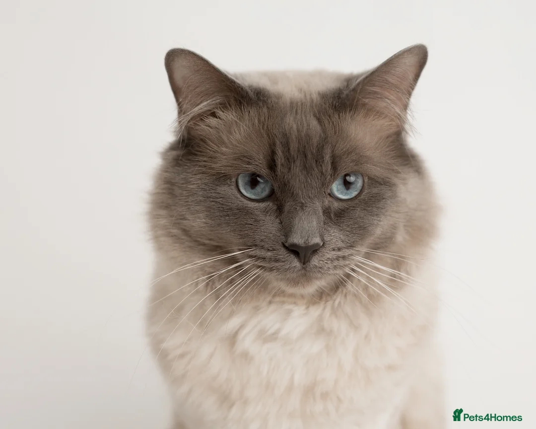 Ragdoll cats for stud: Chocolate carrier blue point Ragdoll Stud - Advert 2