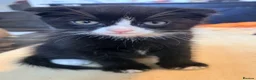 Mixed Breed cats for sale: Kittens in Birmingham - Advert 3