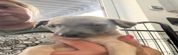 Whippet dogs for sale: Beautiful Blue brindle whippets for sale  - Advert 18