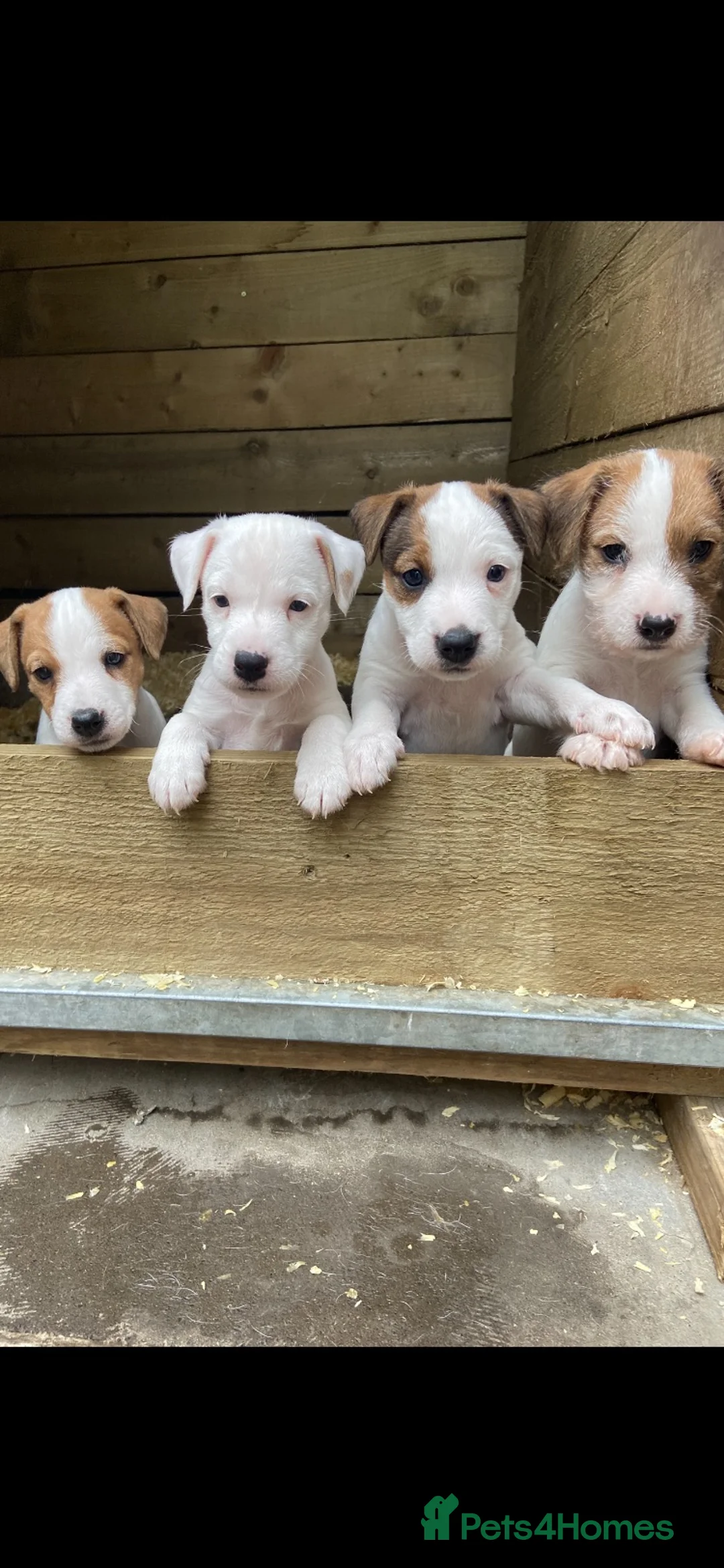 Jack Russell dogs for sale: 4 beautiful jack Russell pups  in Treorchy - Advert 1
