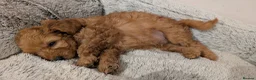 Cavapoo dogs for sale: Premium F1B Cavapoos (Puppy Culture/ENS) - Advert 11