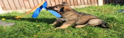 German Shepherd dogs for sale: German shepherd puppies working line - Advert 11
