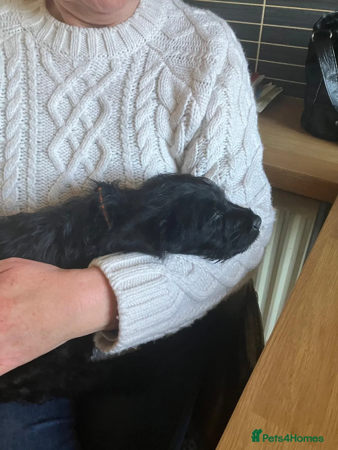 Labradoodle dogs for sale: Labradoodle puppy - Advert 2