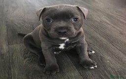 Staffordshire Bull Terrier dogs for sale: Beautiful litter of Staffordshire Terrier puppies - Image 2