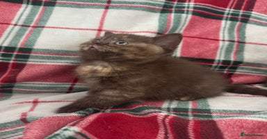 British Shorthair cats Gccf Champion Sired British Shorthair Kittens  - Advert 5